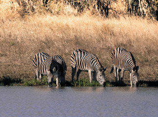 Herd of zebras in the African savannah