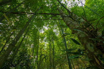 Fototapeta premium Bamboo forrest in Vietnam