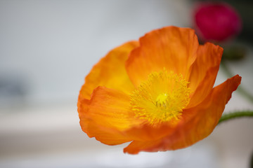 Naklejka premium オレンジ色のポピー