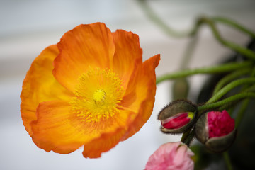 オレンジ色のポピー