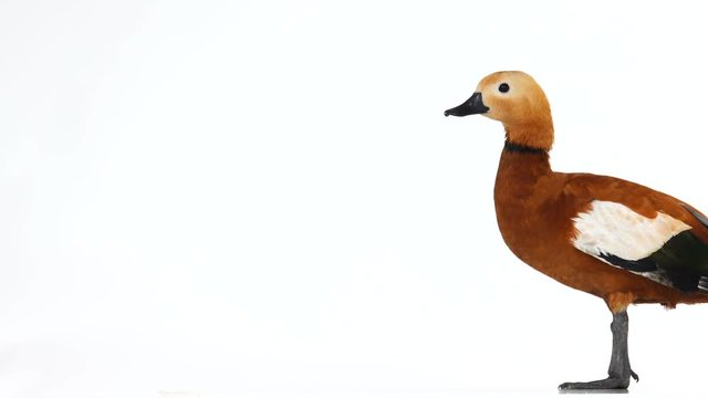   male Beautiful bright red duck (Ogar) moves around the screen, isolated on white screen (In Slavic mythology and Buddhism, this bird was considered sacred)