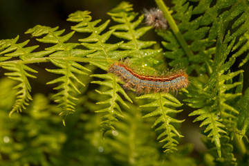  Butterfly in natural environment