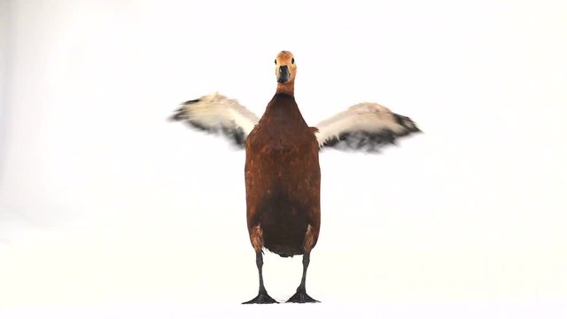 .slow motion. male Beautiful bright red duck (Ogar) flapping his wings, isolated on white screen (In Slavic mythology and Buddhism, this bird was considered sacred)