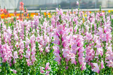 Fototapeta premium colorful flower of Snapdragon or Antirrhinum majus L. in the outdoor park
