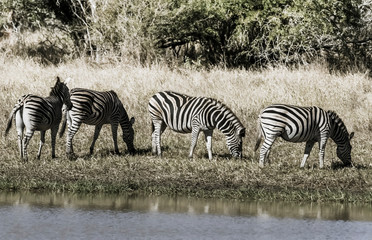 Herd of zebras in the African savannah