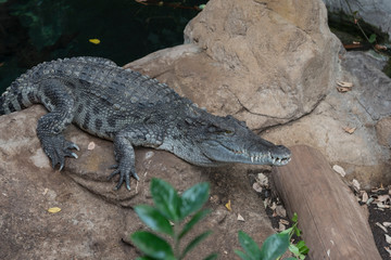 cocodrilo