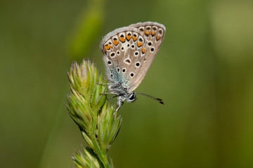  Butterfly in natural environment