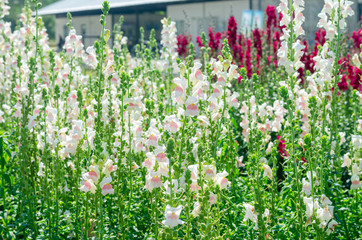 colorful flower of Snapdragon or Antirrhinum majus L. in the outdoor park