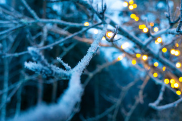 Frozen winter branch with blurry lights in the background