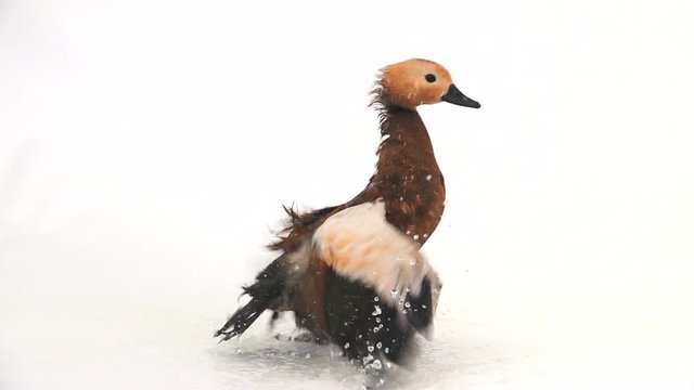.slow motion. male Beautiful bright red duck (Ogar) flapping his wings, isolated on white screen (In Slavic mythology and Buddhism, this bird was considered sacred)