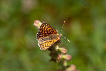  Butterfly in natural environment