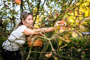 Middle aged woman picking apples in her orchard - soon there will be a lovely smell of apple pie in her kitchen (color toned image)