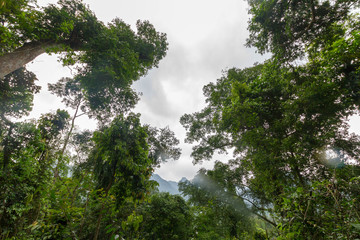 Dschungel in Zentral Vietnam