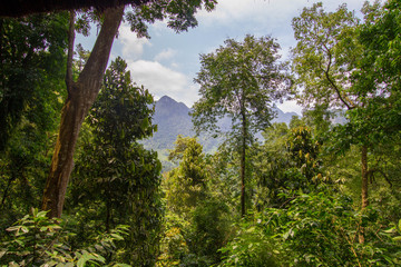 Ausblick in den Dschungel in Vietnam
