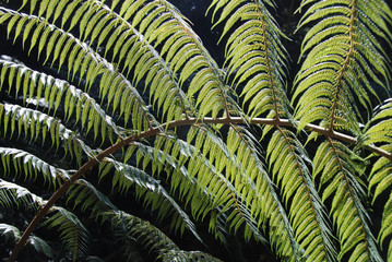silver fern, new zealand's national plant