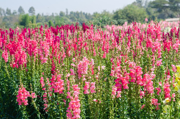 Obraz premium colorful flower of Snapdragon or Antirrhinum majus L. in the outdoor park