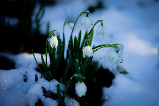 snowdrops in snow