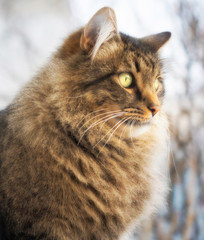 Sphinx pose tabby cat