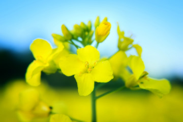 Yellow rape flowers with close