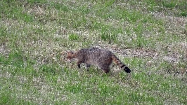 Europ&auml;ische Wildkatze (Felis silvestris) f&auml;ngt und frisst Feldmaus, , Freilandaufnahme