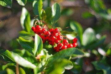 Stechpalme (Ilex) mit roten Beeren