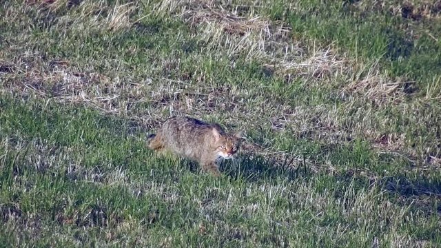 Europ&auml;ische Wildkatze (Felis silvestris) auf Pirsch,, Freilandaufnahme