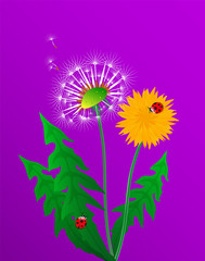Floral poster, flyer or card with dandelion field flower. Spring or summer bright yellow flowers, seed heads and red ladybugs on bright purple background