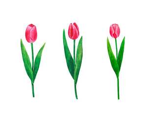 Obraz premium Set Flowers Tulips watercolor illustration botanical spring decoration design greeting card invitation