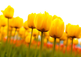 Fototapeta premium Yellow tulips in the park as background