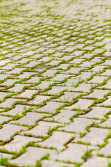 Green grass grows on paving slabs