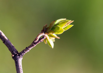 Obraz premium The leaves on the bud of the tree in spring
