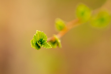 Young green leaves on a tree in spring