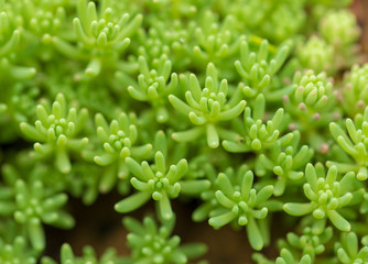 Green plant covering the ground like moss