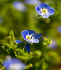 Naklejka premium Little blue flowers on the grass in nature