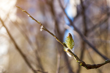 blooming willow earring, for concept of pollen allergy