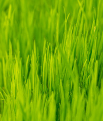 Green grass on nature as background
