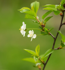 Flowers on the branches of cherry in spring