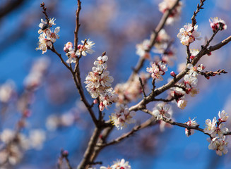 Red flowers on apricot branches in spring