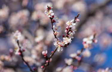 Red flowers on apricot branches in spring