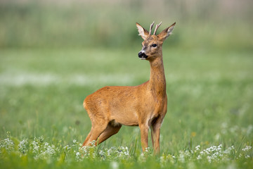Young cautious roe deer, capreolus capreolus, buck on blossoming meadow in summer. Male mammal animal in nature. Wildlife scenery of deer with blurred background. © WildMedia