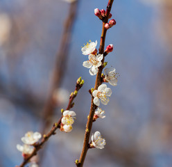 Red flowers on apricot branches in spring