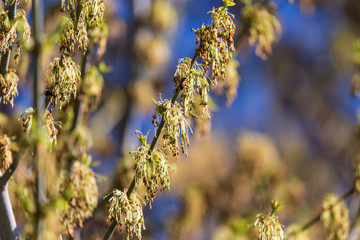 Blooming on maple branches in spring