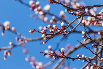 Red flowers on apricot branches in spring