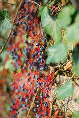 Selbstkletternde Jungfernrebe  (Parthenocissus quinquefolia) - blaue Beeren