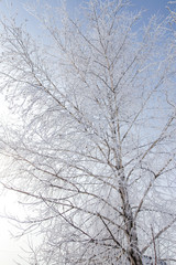 Frozen branches on a tree against a blue sky