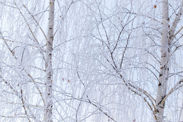 Frozen branches on a tree against a blue sky