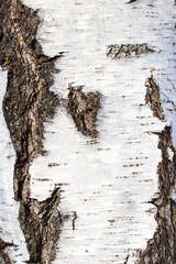 White bark on a birch tree as background
