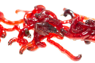 Red worm moth on white background