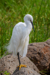 Little Egret resting after fishing
