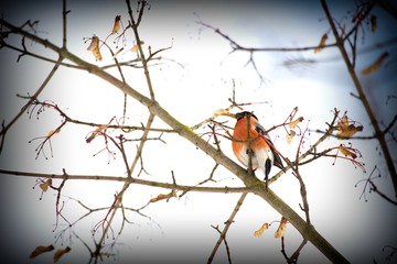 bullfinch on a branch 